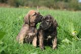 FILA BRASILEIRO 176